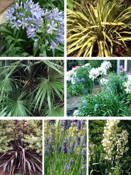 Kit de vivaces pour un massif sous climat doux - AB