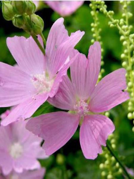 Mauve, Alcée 'Fastigiata'