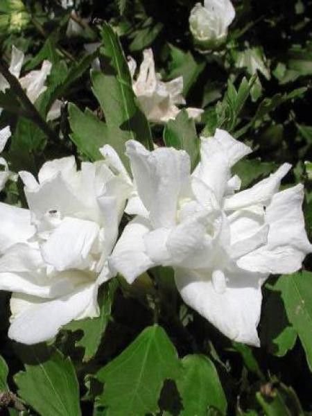 Mauve en arbre 'Admiral Dewey'