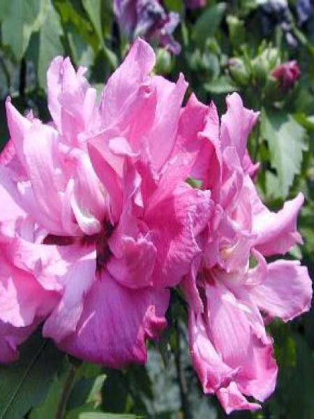 Mauve en arbre 'Ardens'