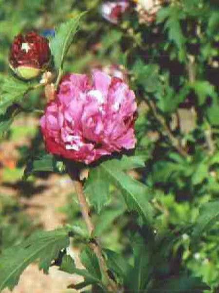 Mauve en arbre 'Duc De Brabant'