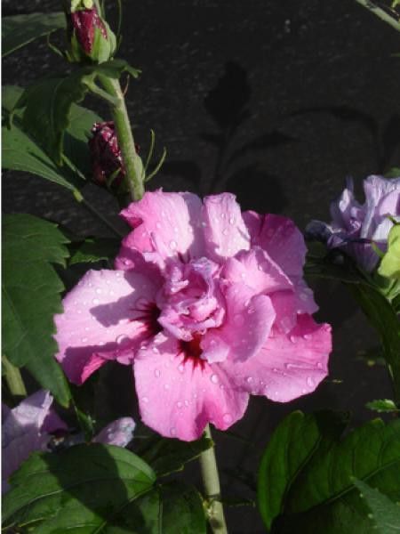 Mauve en arbre 'Eruption® 'mineru''