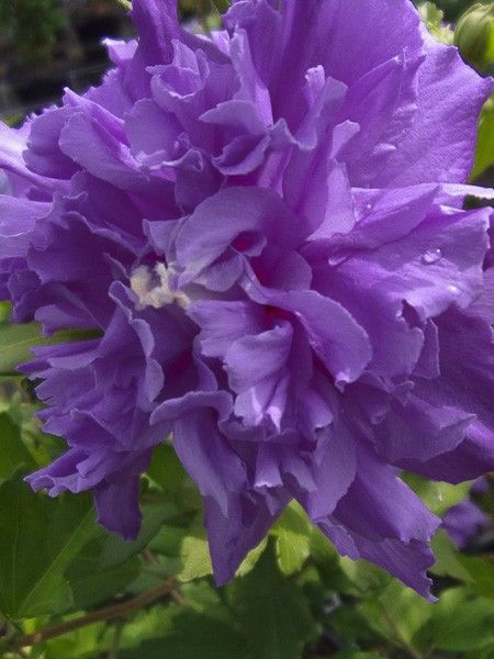 Mauve en arbre 'French Cabaret Purple'