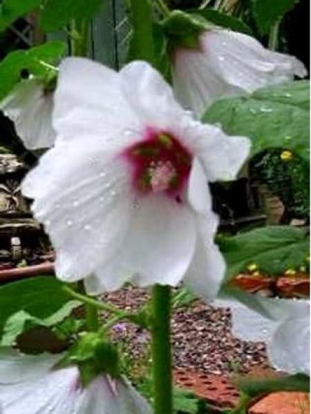 Mauve en arbre, Lavatère 'Blushing Bride'