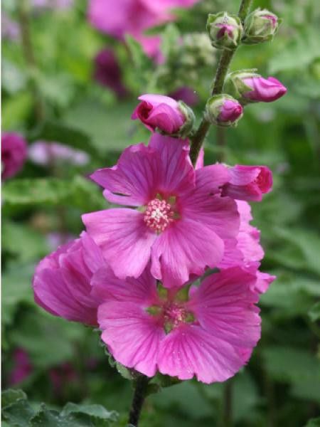 Mauve en arbre, Lavatère Chamallow® 'inovera'