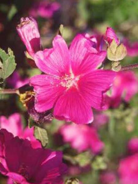 Mauve en arbre, Lavatère d'Hyères 'Rosea'