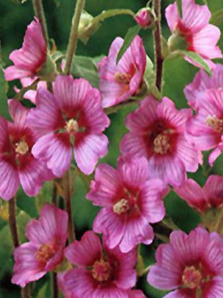 Mauve en arbre, Lavatère 'Eye Catcher'