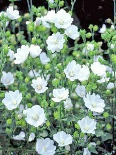 Mauve en arbre, Lavatère 'First Light'