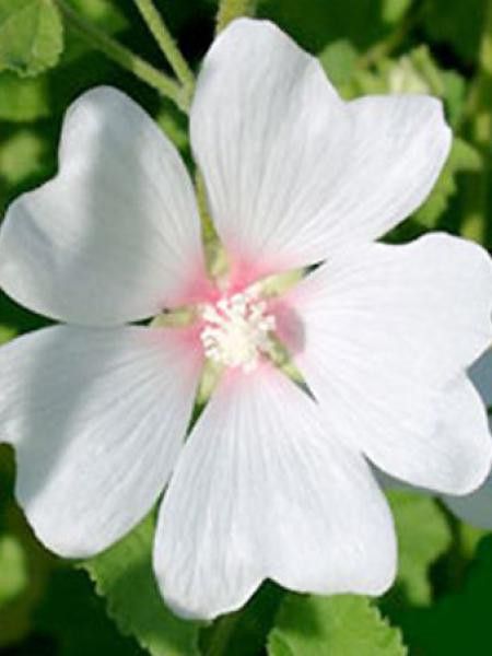 Mauve en arbre, Lavatère 'Frederique'