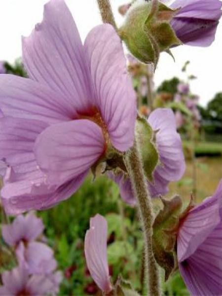 Mauve en arbre, Lavatère 'Lilac Lady'