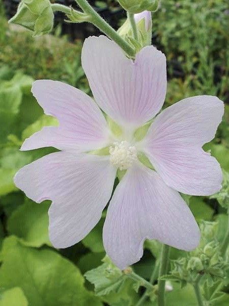 Mauve en arbre, Lavatère 'Sweet Dreams'