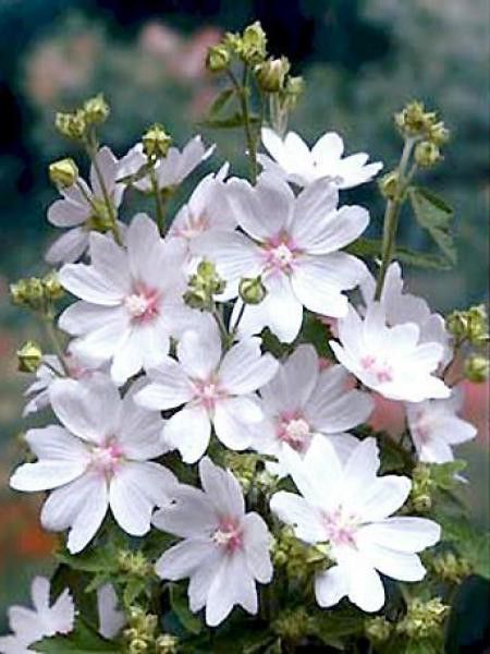 Mauve en arbre, Lavatère 'White Angel'