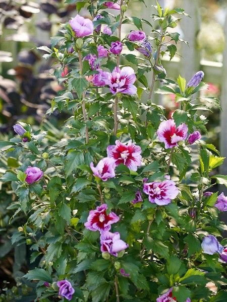 Mauve en arbre 'Purple Pillar'