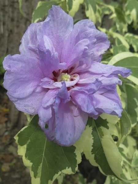 Mauve en arbre 'Summer Ruffle'