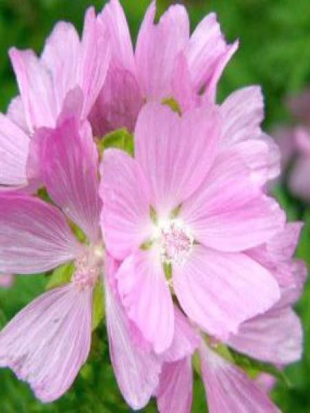 Mauve musquée 'Rosea'