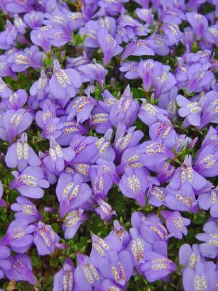 Mazus reptans 'Purple'
