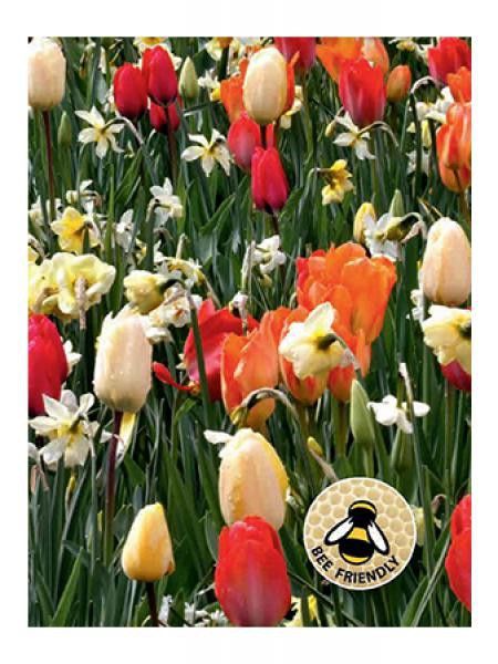 Mélange Abeilles et papillons - Blanc, orange et rouge
