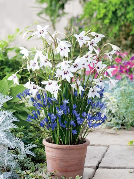Mélange Acidenthera murielae et Brodiaea 'Queen Fabiola'