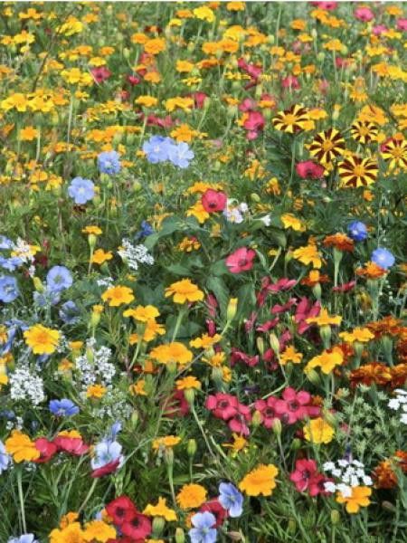 Mélange 'Anti-doryphores'