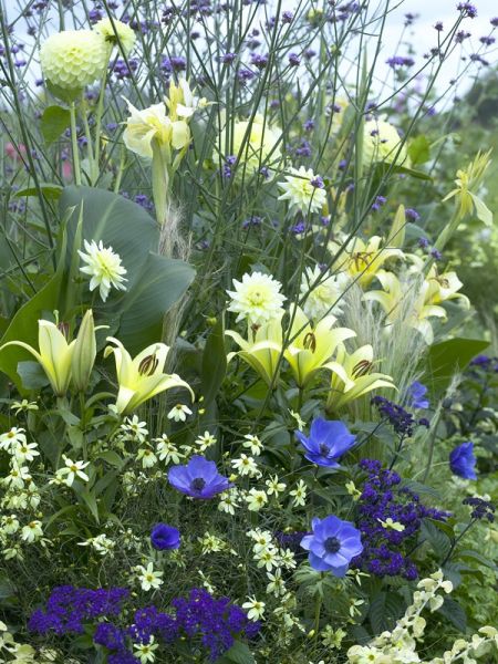 Mélange assorti blanc et bleu spécial 'Abeilles et papillons'