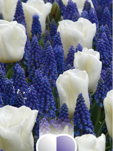 Mélange de muscaris bleus et tulipes blanches