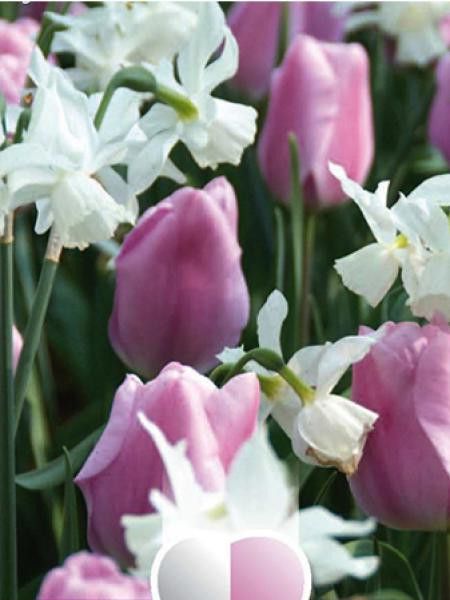 Mélange de narcisses blancs et tulipes roses