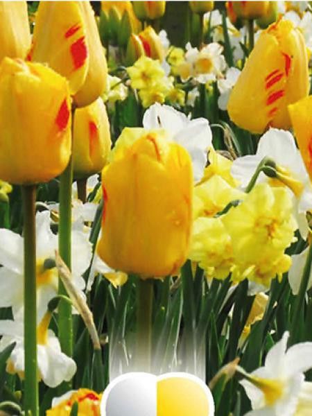 Mélange de narcisses et tulipes jaunes