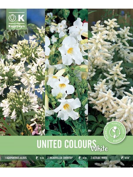 Mélange de vivaces Trio Pack - Blanc
