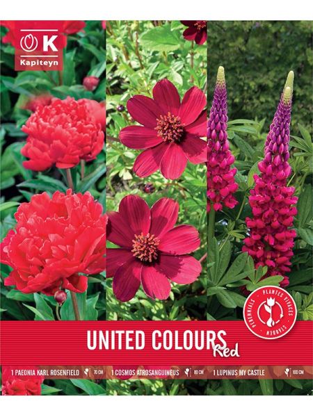 Mélange de vivaces Trio Pack - Pourpre
