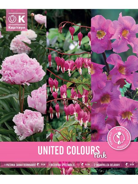Mélange de vivaces Trio Pack - Rose