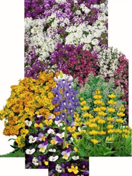 Mélange 'Fleurs parfumées'
