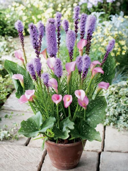 Mélange Liatride et zantedeschia rose