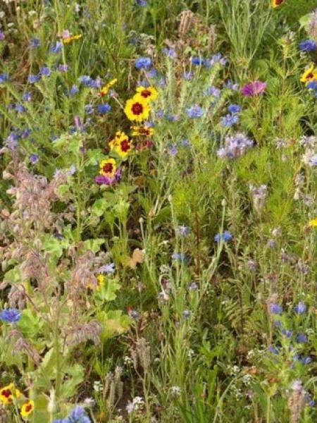 Mélange mellifère 'Fleurs Abeilles et Compagnie'