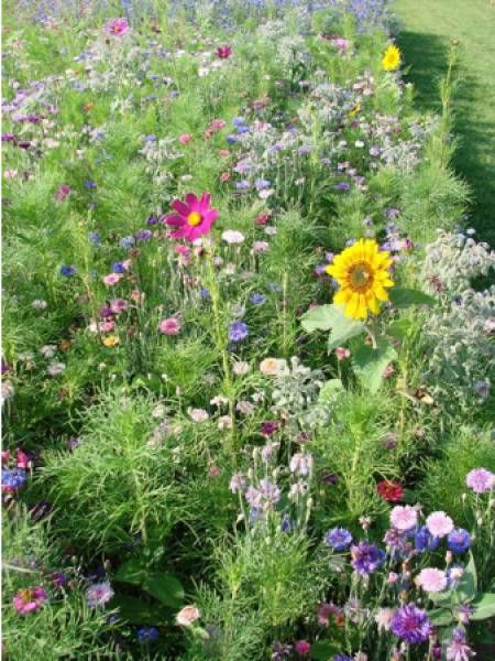 Mélange mellifère 'Fleurs méllifères'