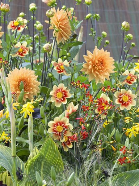 Mélange orangé spécial 'abeilles et papillons'