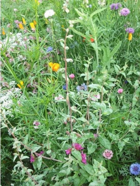Mélange 'Printemps fleuri'