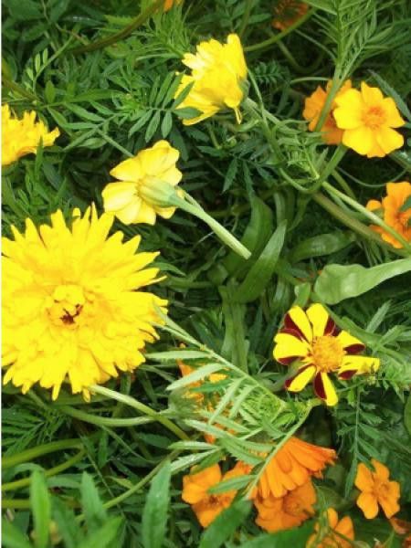 Mélange 'Répulsif nématodes'