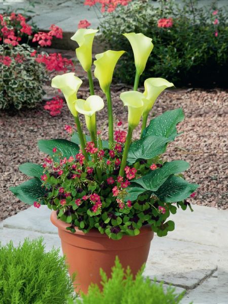 Mélange Zantedeschias et trèfle