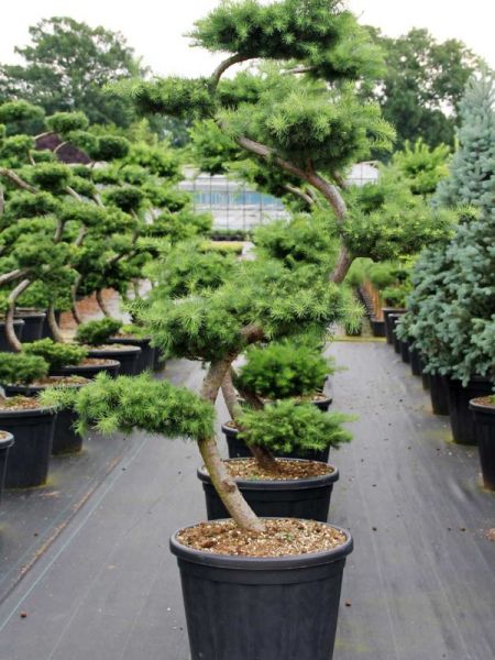 Mélèze du Japon - Taillé en nuage