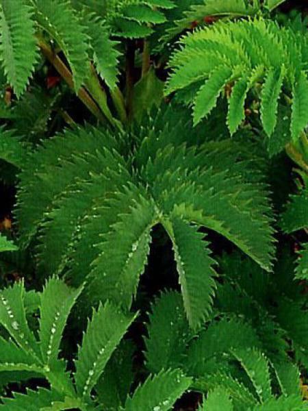 Melianthus major