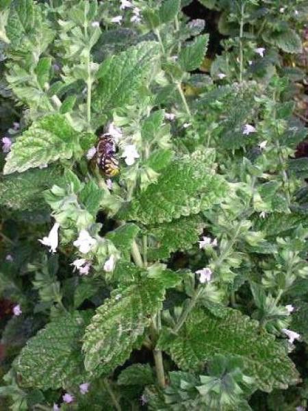 Mélisse citronnelle, mélisse officinale