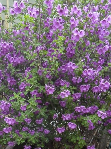 Menthe arbustive australienne rotundifolia