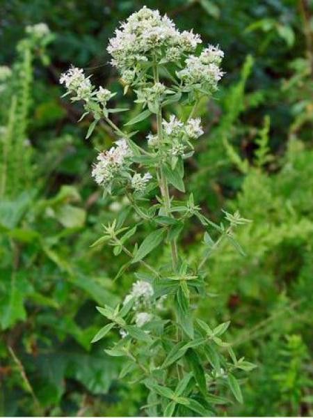 Menthe des montagnes