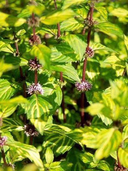 Menthe gimgembre 'Variegata'