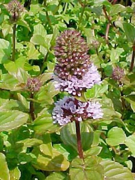 Menthe poivrée 'Citrata'