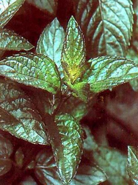 Menthe poivrée 'Nigra'