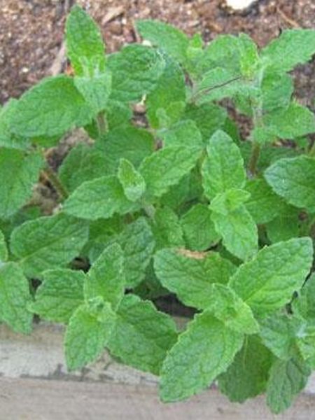 Menthe verte 'Almira'
