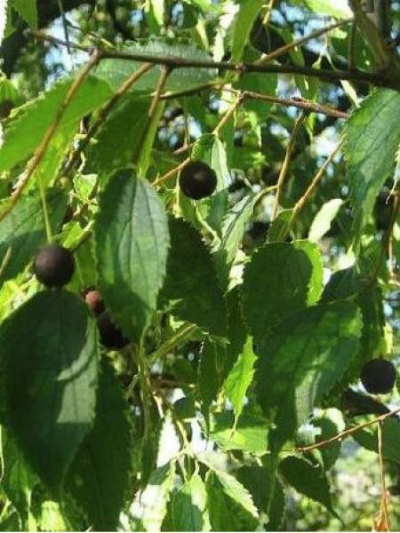 Micocoulier de Provence