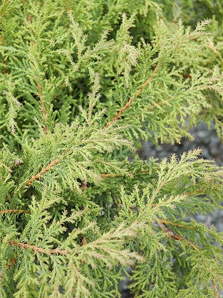 Microbiota 'Fuzzball '