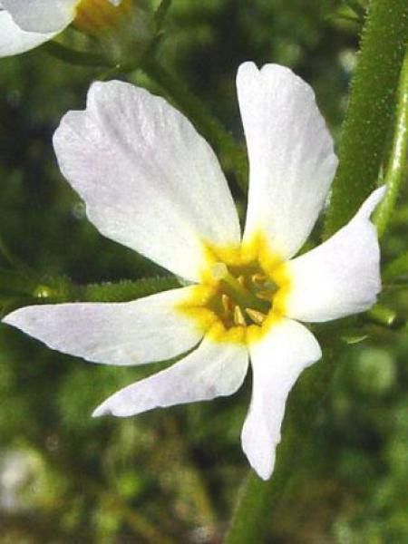 Millefeuille aquatique